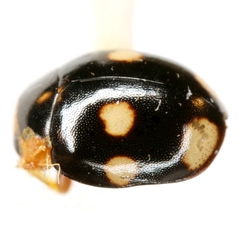 Hyperaspis aemulator