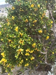 Larrea tridentata