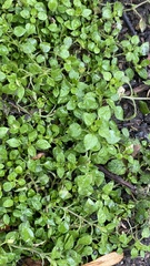 Stellaria media