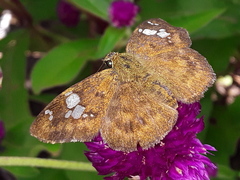 Pseudocoladenia dan fatih