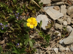 Ranunculus formosa-montanus