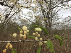 Anadenanthera colubrina
