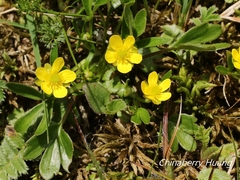 Ranunculus junipericola