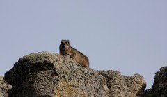 Procavia capensis habessinicus