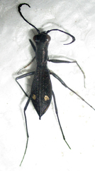 Dromica limpopoiana