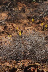Bulbinella divaginata, photograph (c) Tony Rebelo, some rights reserved (CC BY-SA)