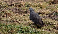Columba albitorques