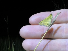 Taractrocera ina