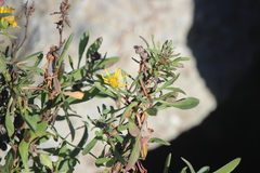 Grindelia stricta angustifolia