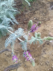 Astragalus brauntonii