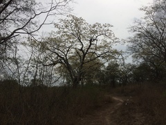 Anadenanthera colubrina