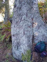 Chaenotheca trichialis