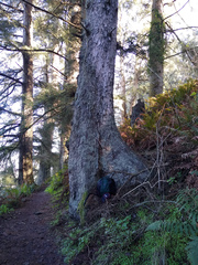 Chaenotheca trichialis