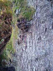 Chaenothecopsis sitchensis