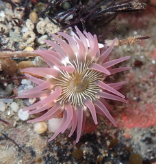 Aulactinia incubans