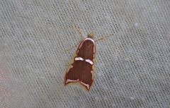 Barantola pulcherrima