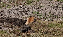 Tachyoryctes macrocephalus