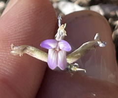 Astragalus francisquitensis