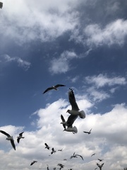 Chroicocephalus ridibundus