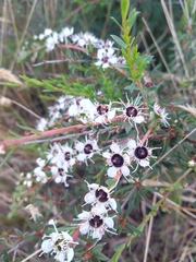 Kunzea peduncularis