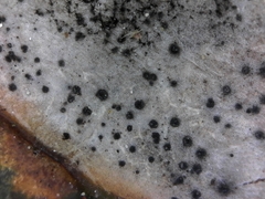 Colletotrichum trichellum