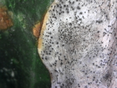 Colletotrichum trichellum