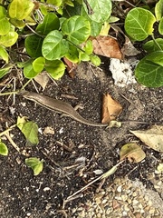 Trachylepis depressa