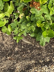 Trachylepis depressa