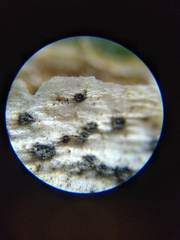 Colletotrichum trichellum