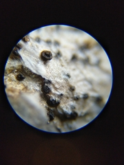 Colletotrichum trichellum