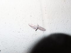 Eupithecia acutipennis