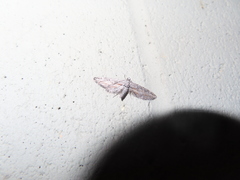Eupithecia acutipennis