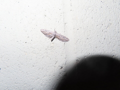 Eupithecia acutipennis