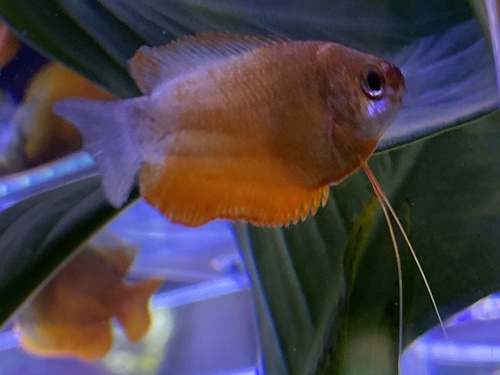 Thick-lipped gourami (Trichogaster labiosa) — Osphronemidae — 4