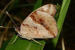 Junonia oenone oenone