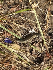 Trachylepis depressa