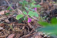 Impatiens violiflora