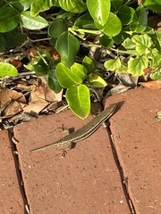 Trachylepis depressa