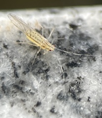 Takecallis arundinariae