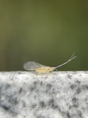 Takecallis arundinariae