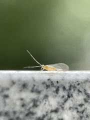 Takecallis arundinariae