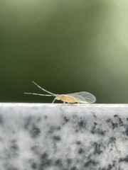 Takecallis arundinariae