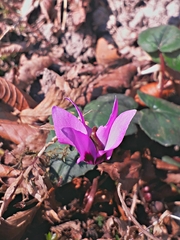 Cyclamen coum elegans