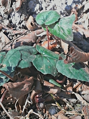 Cyclamen coum elegans