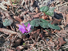 Cyclamen coum elegans