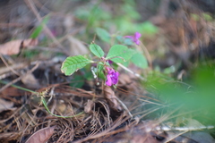 Impatiens violiflora
