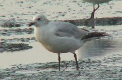 Ichthyaetus relictus