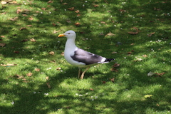 Larus fuscus