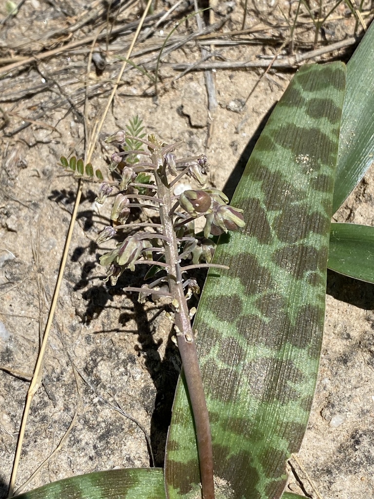 Ledebouria scabrida, Erongo, NA