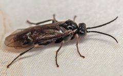 Empria